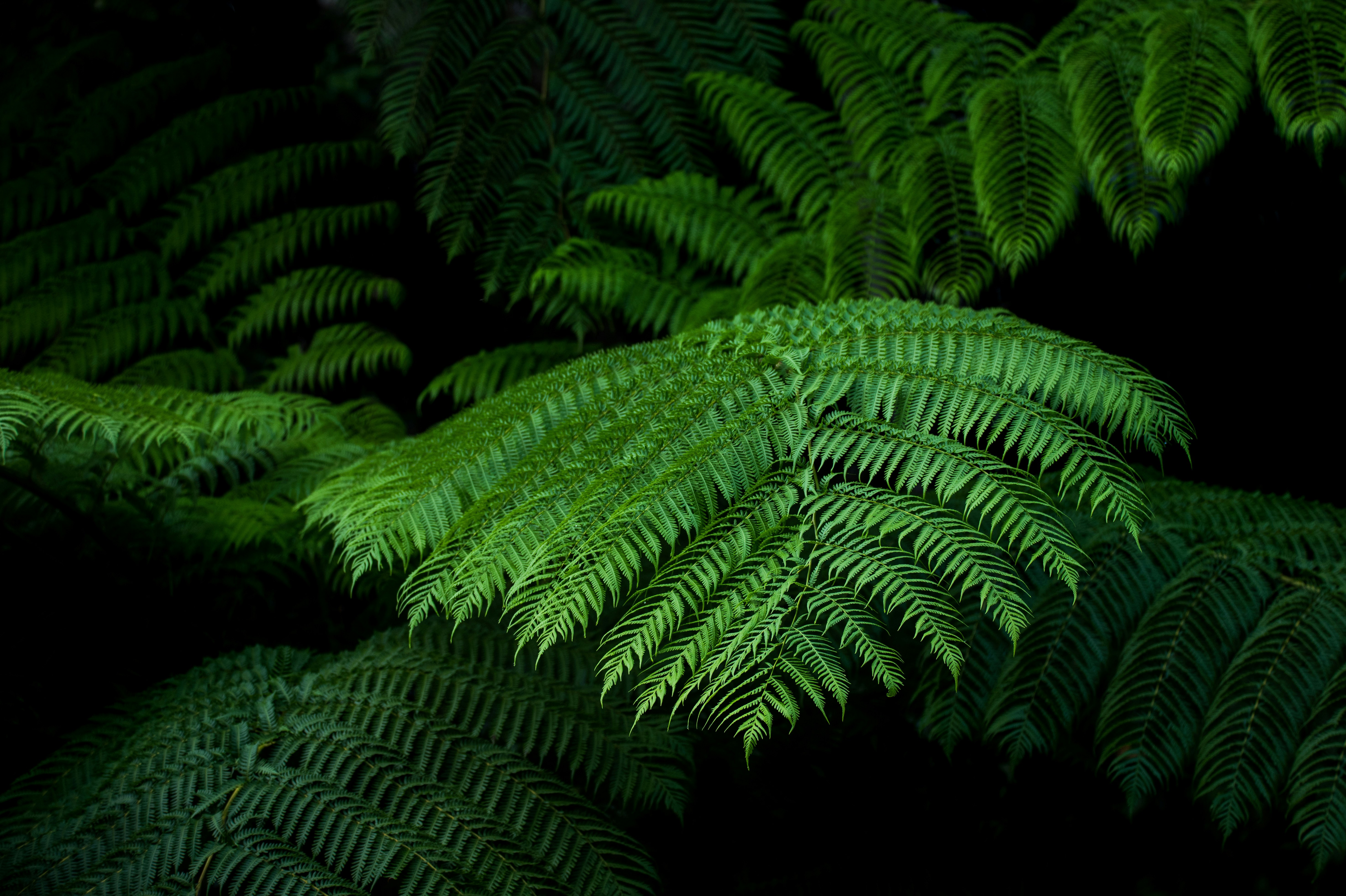 fern plant with black background